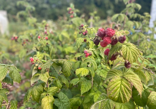 Raspberries were scorched in the intense heat