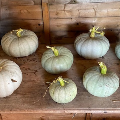 Winter squashes are stored in the shed over winter