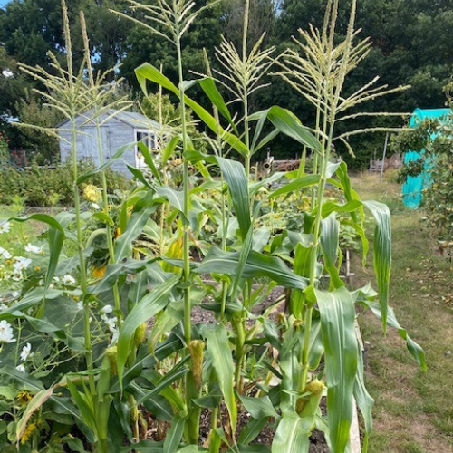 Sweetcorn is ready to harvest