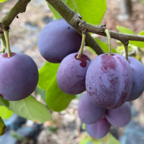 Late fruiting Victoria plums