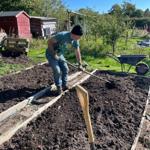 Raking in composted material from the compost heap
