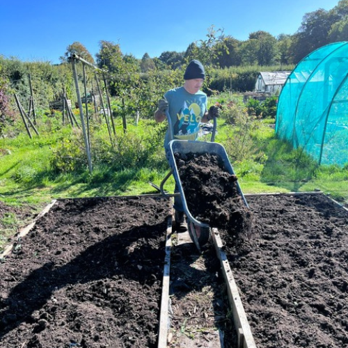 Adding composted material to the beds