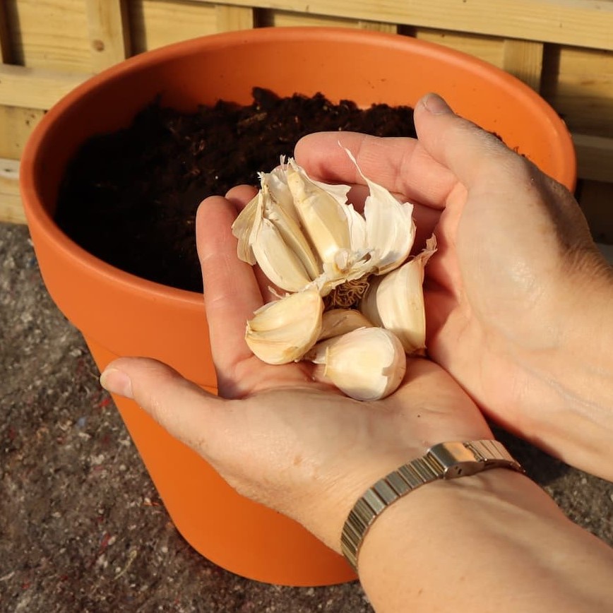 Garlic Grown in a Pot