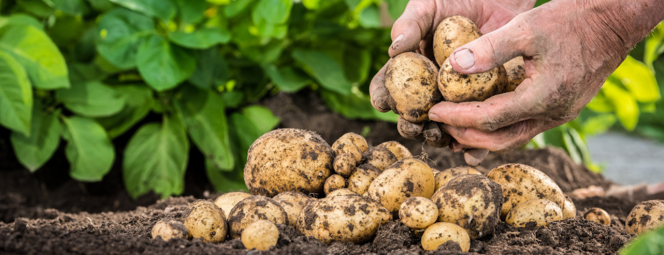 Growing your own potatoes