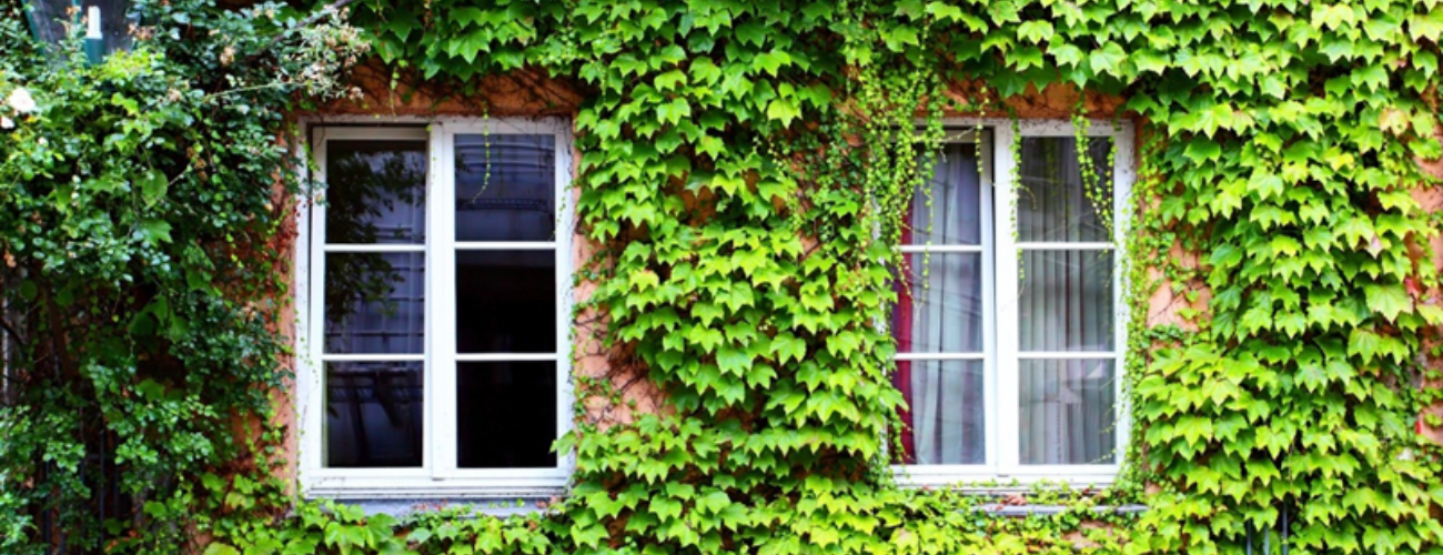 Ivy can reduce heat both outside and inside the home by up to 7°C in summer.