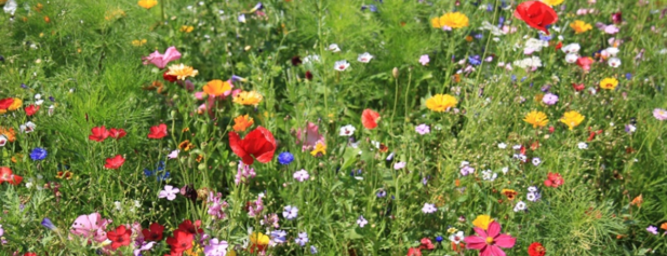 Meadows are more resilient than lawns and provide nectar rich habit for wildlife.