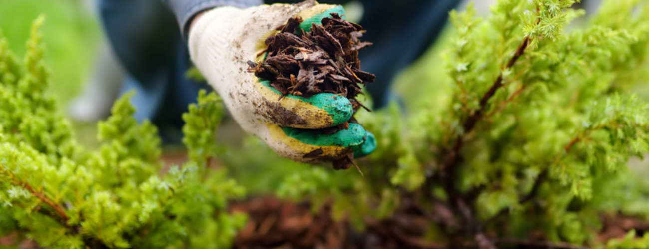 Mulching your soil mimics what happens in woodlands and helps soils to stay healthy and retain moisture.