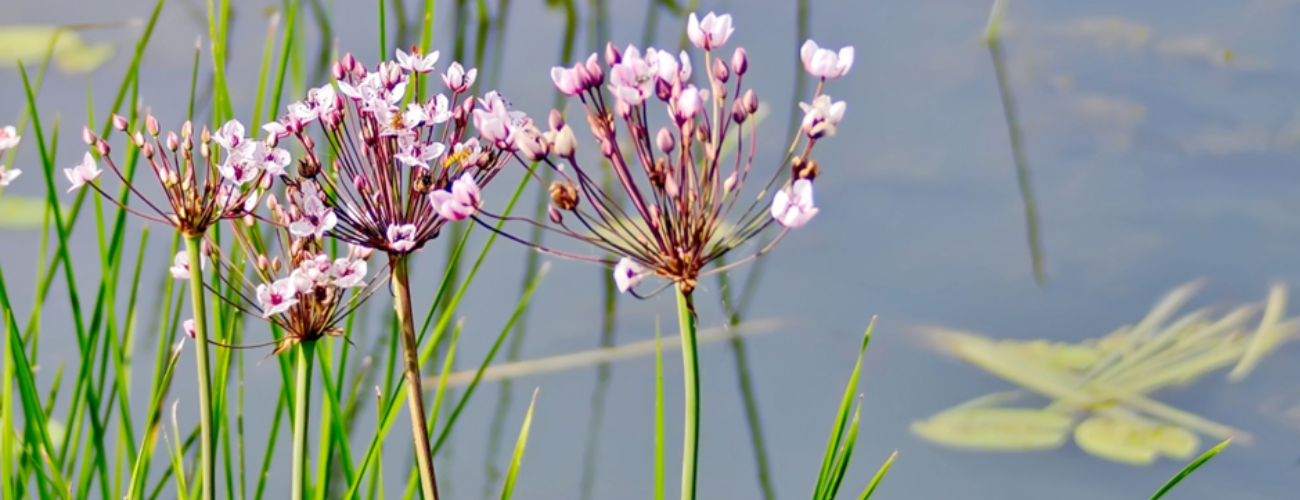 Butomus umbellatus, commonly known as flowering rush