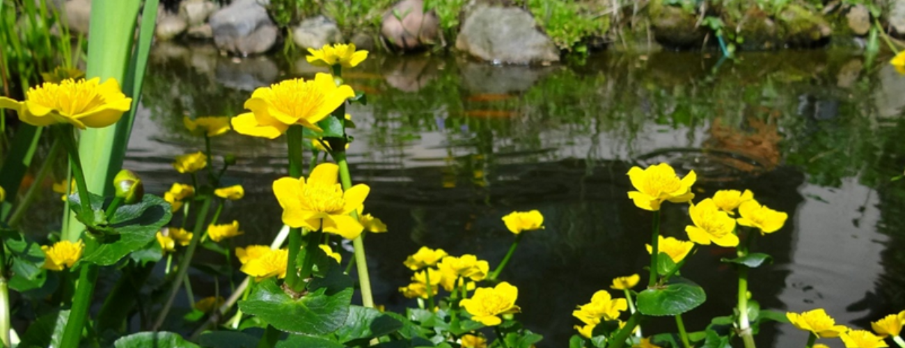 Caltha palustris, commonly known as marsh marigold