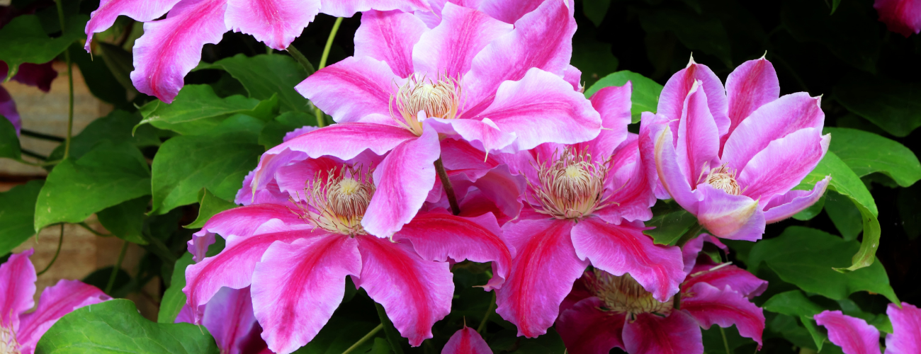 Planting clematis is a great way to add some colour and interest to your garden