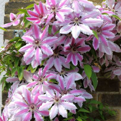 Clematis ‘Nelly Moser’ Group 2