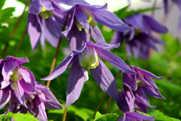 How to choose which clematis to grow
