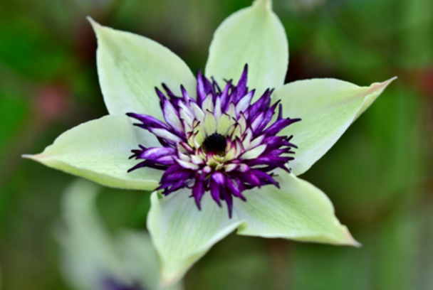 How to choose which clematis to grow