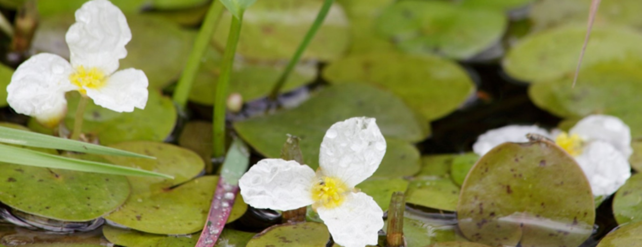 Hydrocharis morsus-ranae, commonly known as frogbit