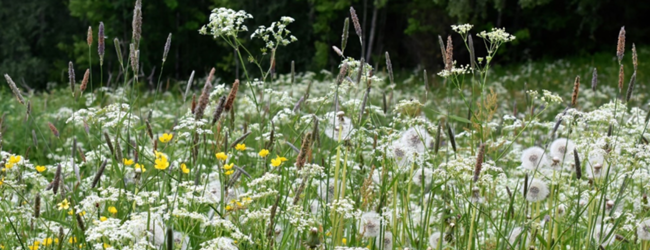 It may take a couple of years before your meadow is properly established
