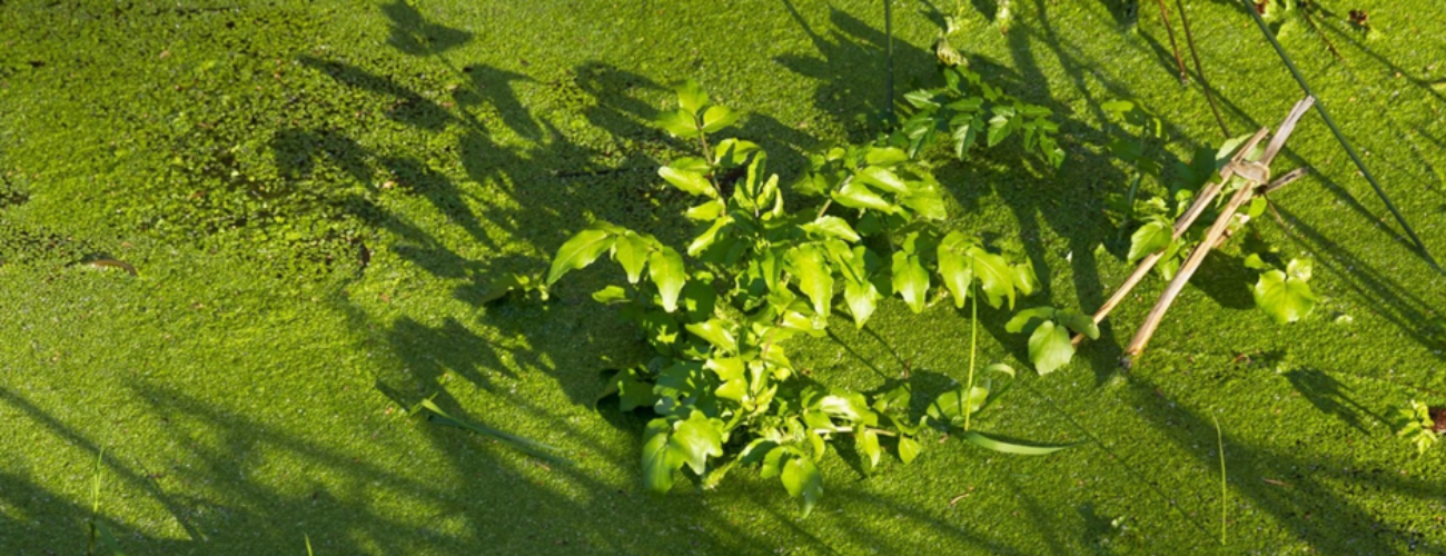 One of the most common problems that pond owners face is an overgrowth of algae and blanket weed