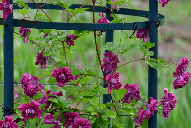 Smaller clematis look wonderful in a container with an obelisk or trellis at the back