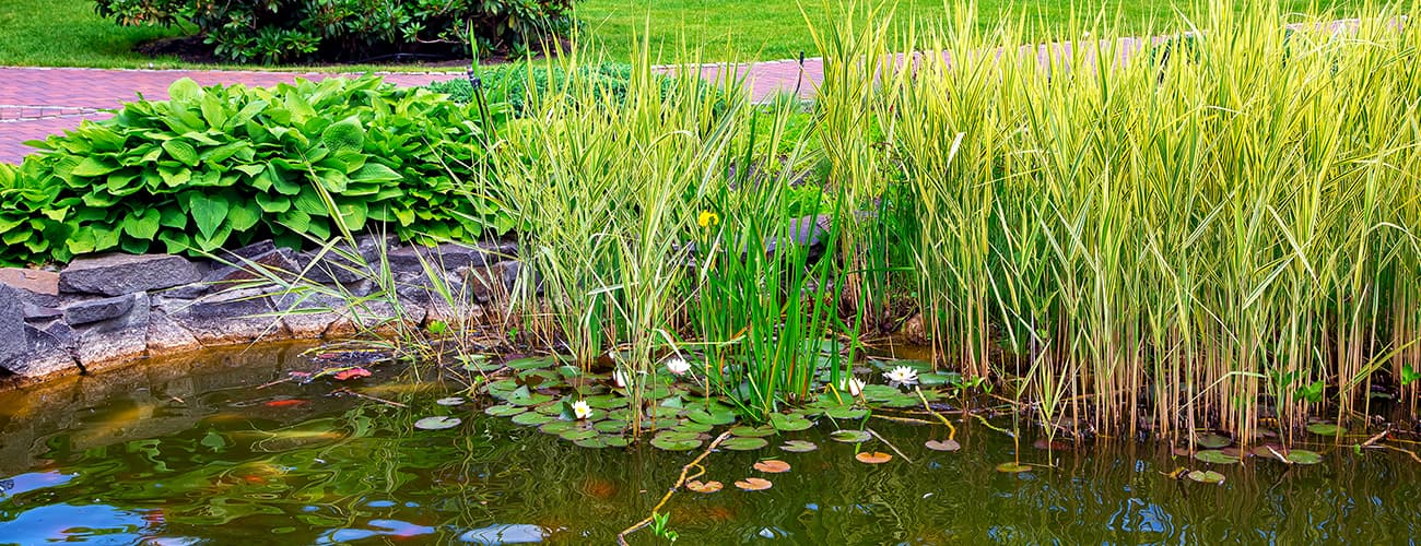 Spring Pond Care April-May