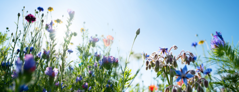 Turn your lawn into a marvelous meadow