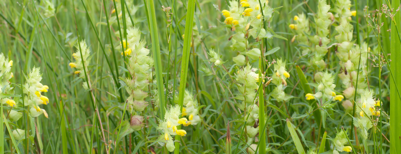 Yellow Rattle (Rhinanthus minor) is often known as the ‘Meadow Maker’