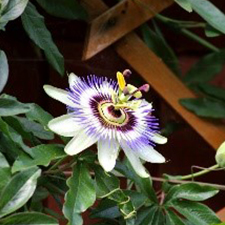 Passiflora climber