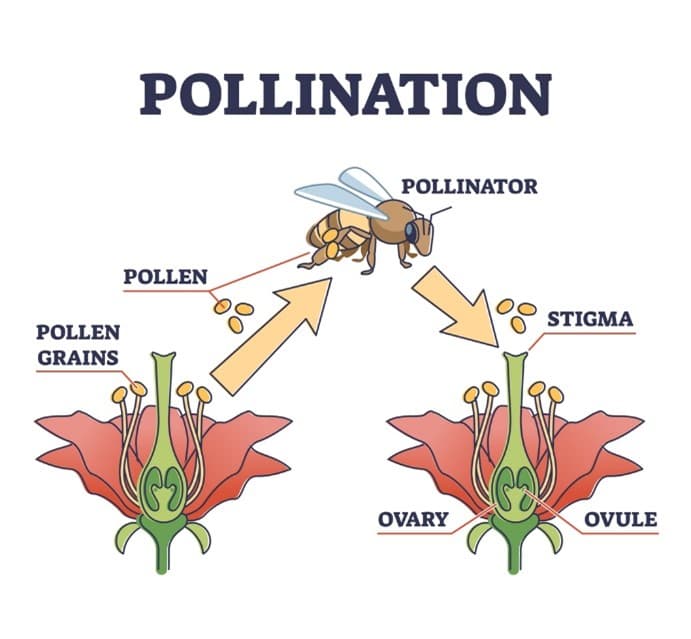 Plant pollination process