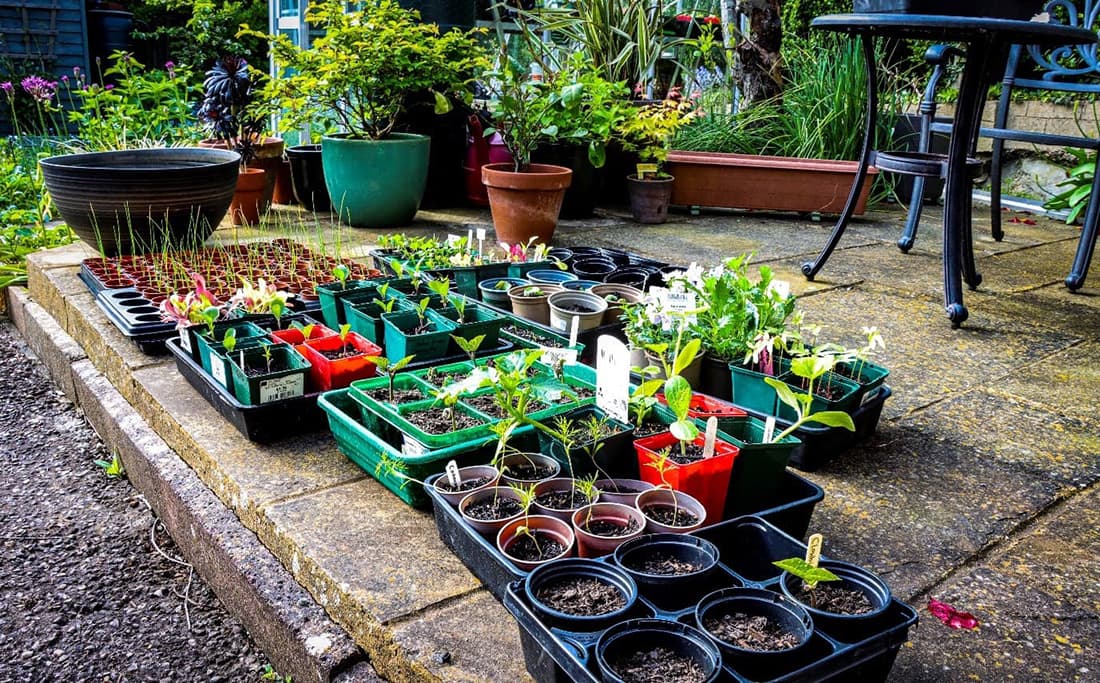 Planting out your seedlings