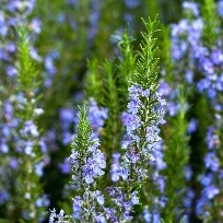 Herbs: Sage, Thyme, Oregano, Marjoram, Rosemary, Mint (most perennial herbs are great for pollinators if they are allowed to flower)