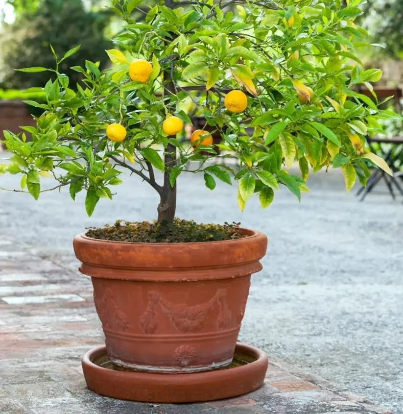 potted lemon tree