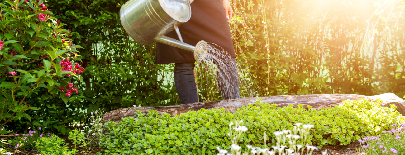 Grey Water is not a Grey Area: How to Water Your Garden During a Hosepipe Ban