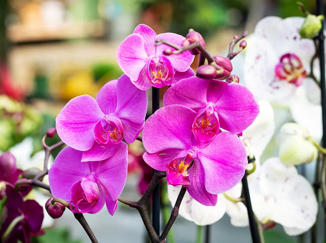 House plant shop orchids