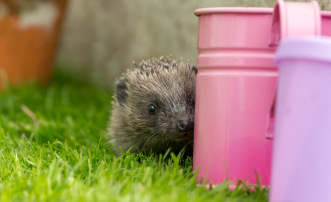 Baby hedgehogs (hoglets) will be finding their own way in the world