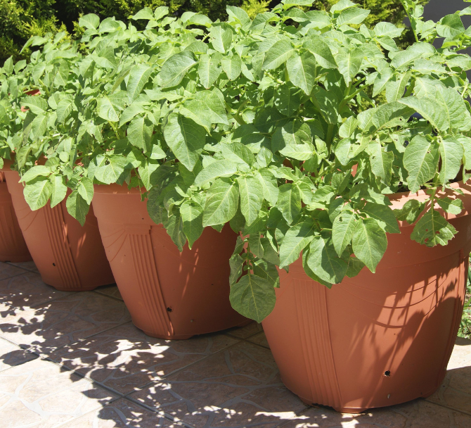 For container planting, a 30 cm pot can hold one plant