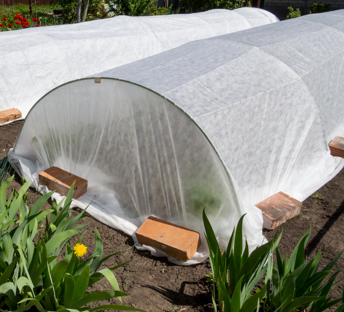 se cloches or grow tunnels with fleece covers as the weather gets colder