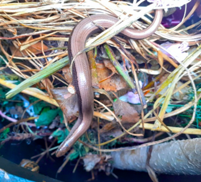 Slow worms often inhabit compost heaps