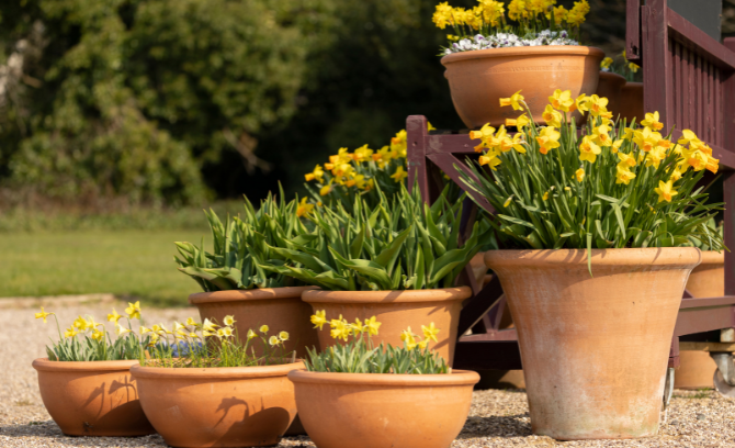 Bulbs are great for planting in pots