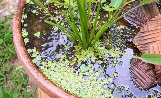 Ponds bring wildlife to a garden