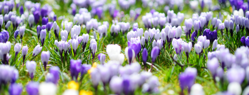 Capture Spring's Radiance with Autumn-Planted Spring Bulbs
