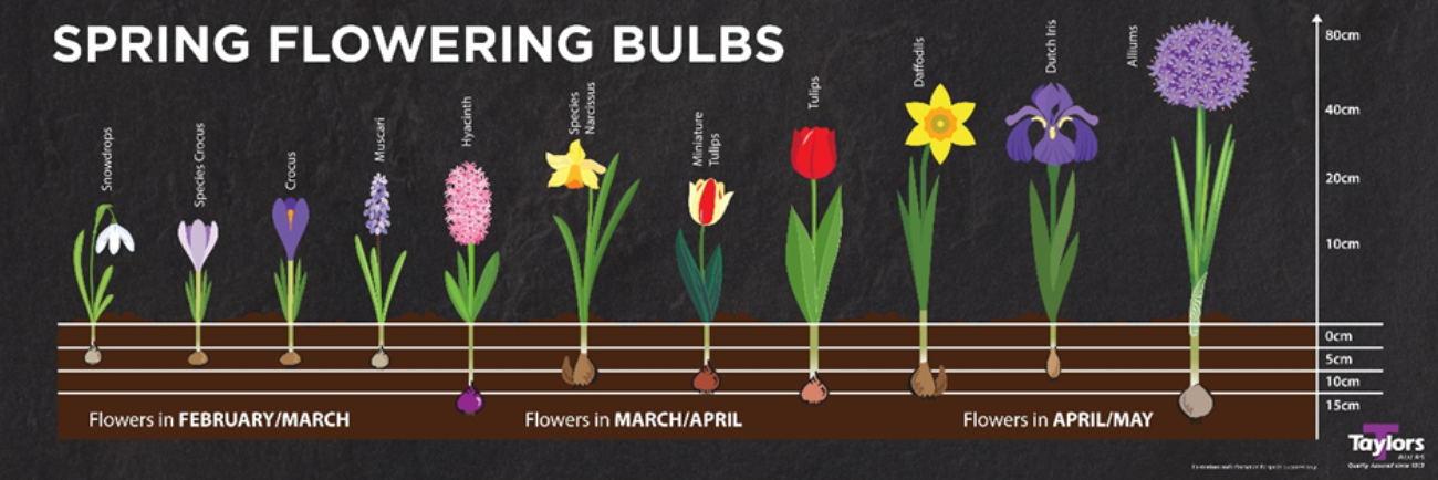 Spring bulbs planting guide