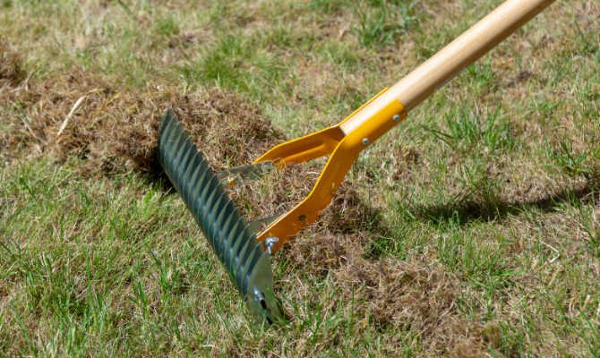 To renovate a lawn, rake it hard with a spring tined rake