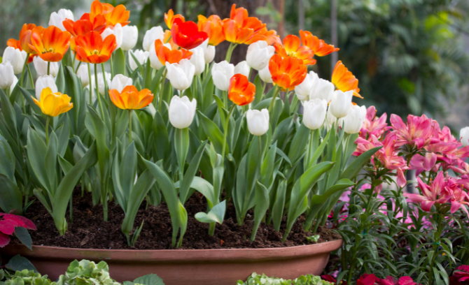 Tulips are great for pots particularly because they are more likely to be treated as annuals