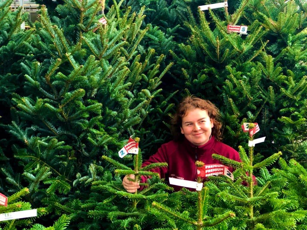 Christmas Trees Close to Horsham for sale at Old Barn Garden Centre.