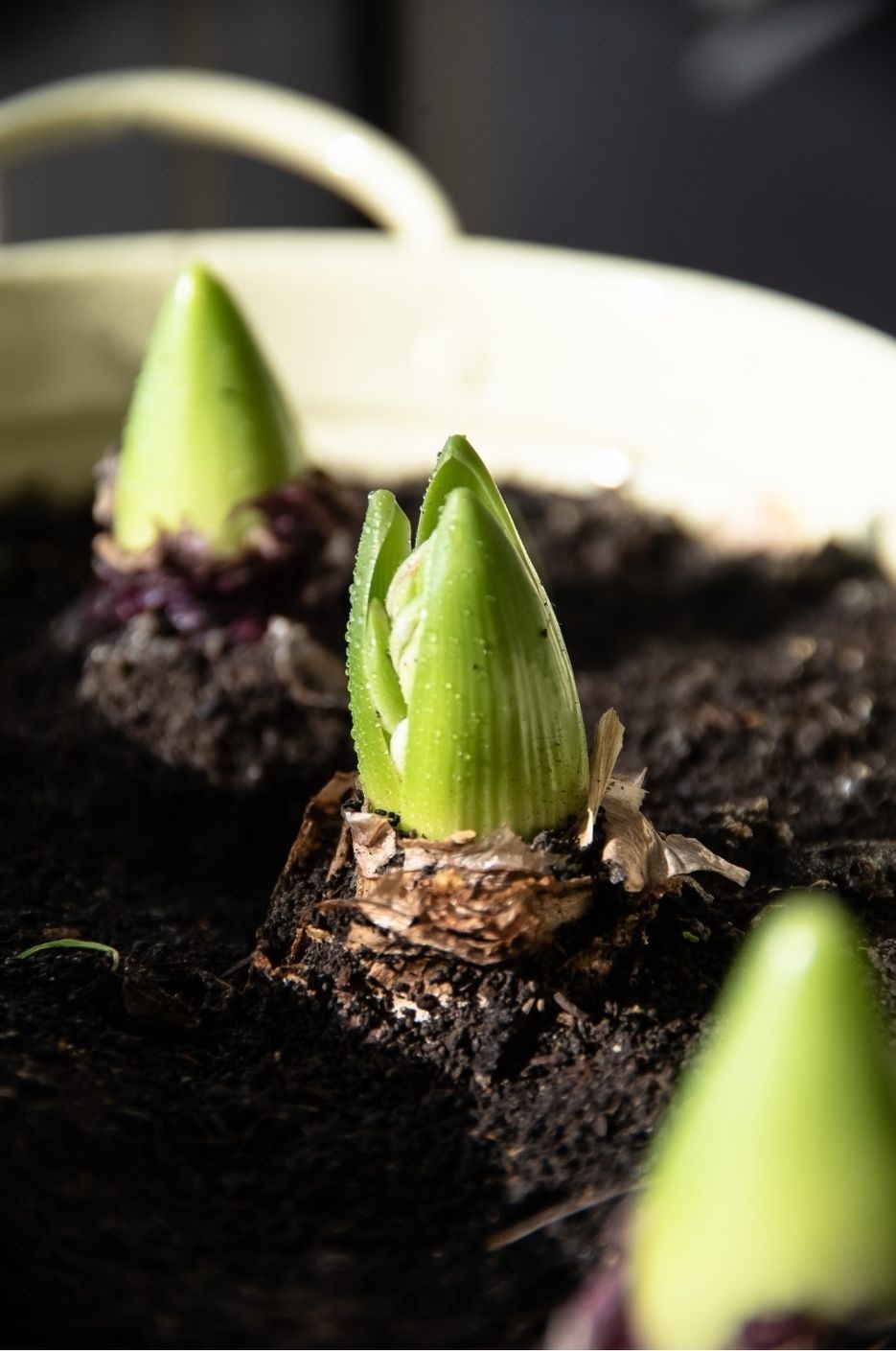 Sprouting Hyacinth Bulb