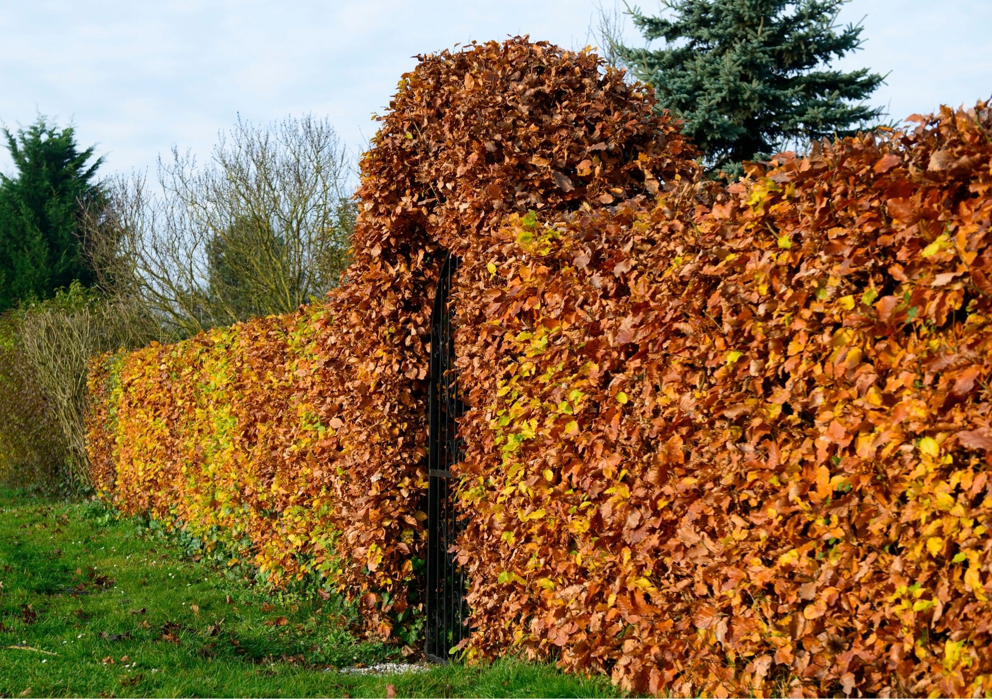 Hedge in autumn