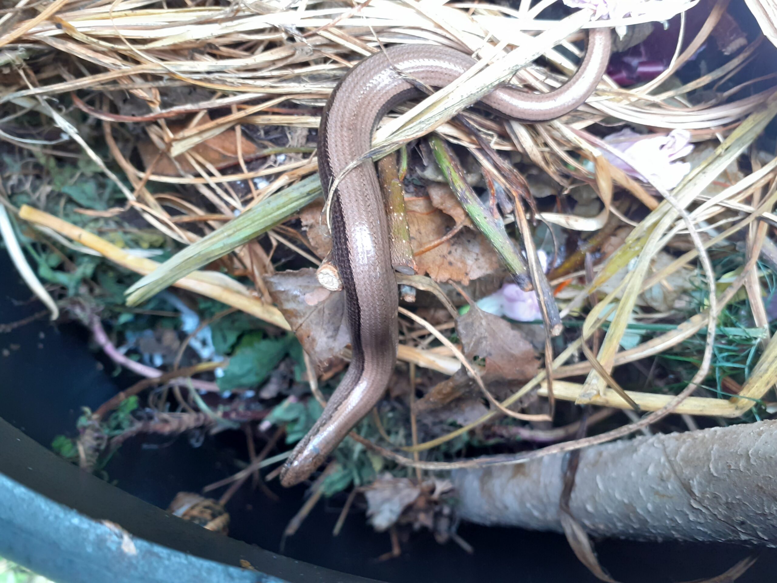 slowworm in compost