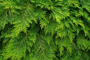 conifer-plants-trees-300x200