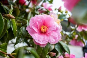 camellia-plants-300x200