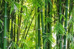 bamboo-plants-300x200