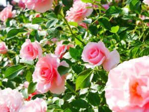garden-rose-300x225