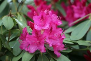 Rhododendrons-300x200